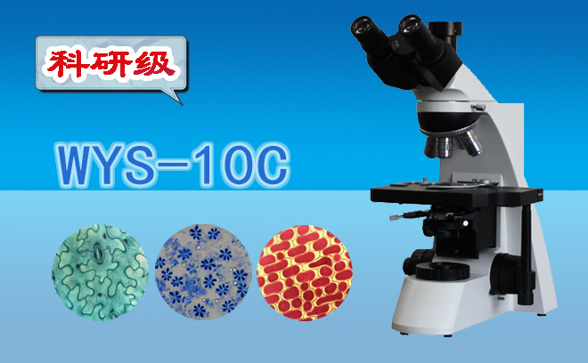 生物草莓视频黄色下载.jpg